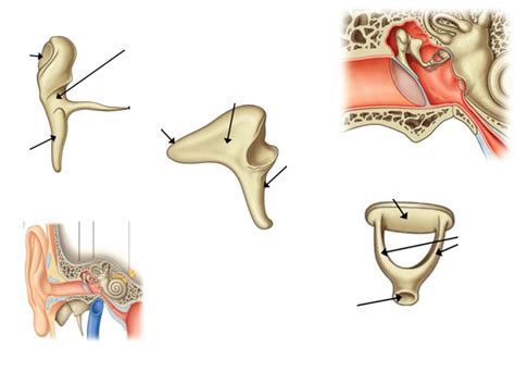 Auditory Ossicles Diagram Quizlet