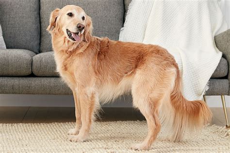 Golden Retriever Dog Breed Characteristics And Care