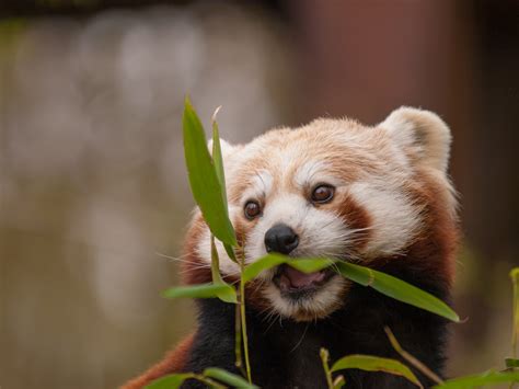 Bakgrundsbilder Vilda Djur Och Växter Zoo Polisonger Röd Panda
