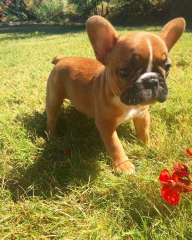 I live and work on my 12 acres farm in northern florida, where my french bulldogs live alongside with my feline, farm and exotic pets as well as of course my 3 children that help me raise baby frenchies. Kevroygreenfarmpet, French Bulldog Breeder in Jacksonville ...