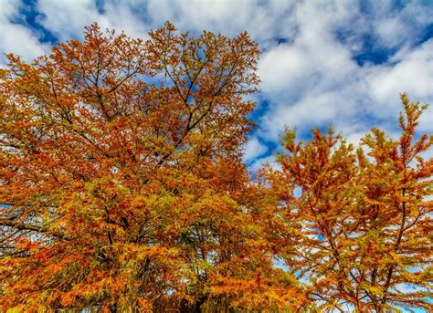 The Best Trees For Fall Color Bob Vila