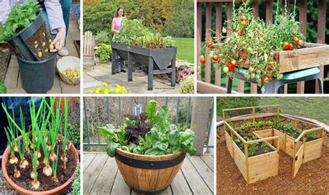 Diy Healthy And Organic Vegetable Container Garden The Art In Life