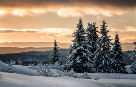 Wallpaper Winter Forest Snow Ate Norway Lillehammer Lillehammer