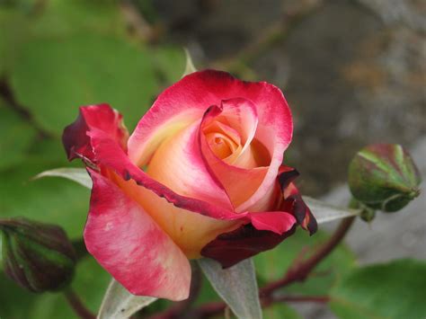 Free Picture Red Rose Bud