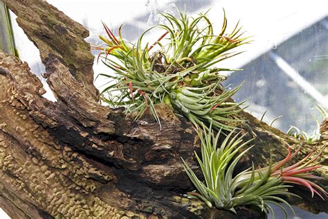 Master Gardener Plant A Pineapple — Or Another Spectacular Bromeliad