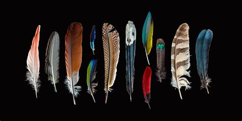 Flight 10 — Paul Hollingworth Photography Feather Wings Bird Feathers