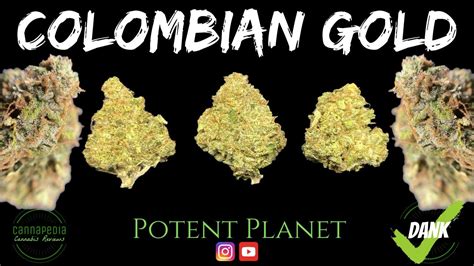Colombian Gold Strain Review Potent Planet Cannapedia Youtube