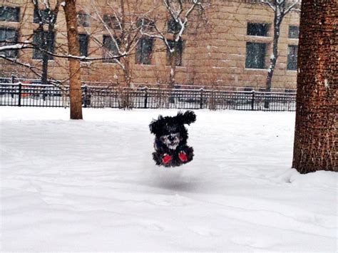 Puppies Frolic In The Snow Cnn