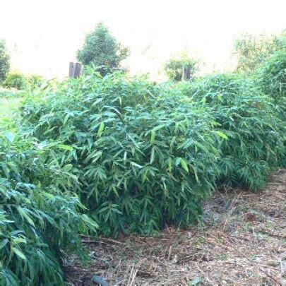 Bamboos make excellent garden hedges, screens, or windbreaks and can be cut. Chinese Dwarf (Bambusa guangxiensis) - Bamboo World Nursery