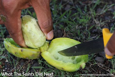 No, the cactus performs this through stems as the leaves are modified into spines. How To Eat Prickly Pear Tungi St Helena Style