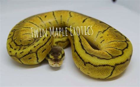 A Yellow And Black Striped Snake On A White Surface With The Words Twin