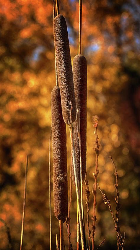 Cattails In Autumn Photograph By Susan Rissi Tregoning Fine Art America