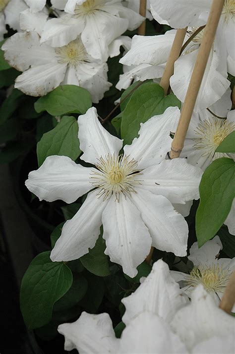 This clematis belongs to the third group of. Toki Clematis (Clematis 'Toki') in Houston, Texas (TX) at ...