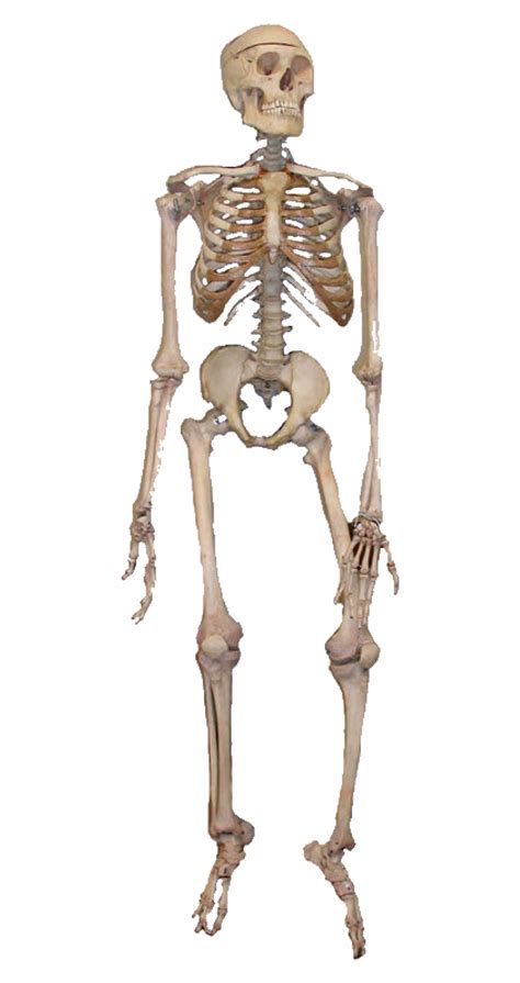 Free Human Skeleton Png Download Free Human Skeleton Png Png Images