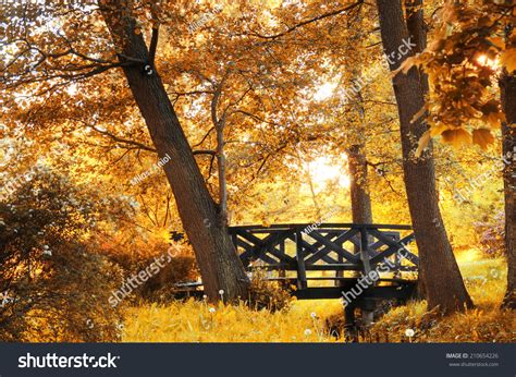 Autumn Scenery Beautiful Gold Fall Park Stock Photo 210654226