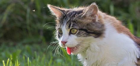 Extended neck and head held low. Heavy Breathing Cat - Causes And Solutions For Panting Cats