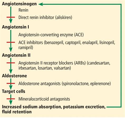 Ace Inhibitors And Arbs Managing Potassium And Renal Function