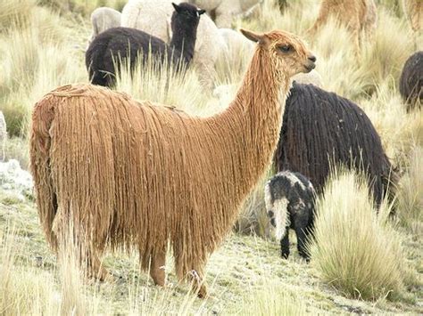 Wild feral camels in the sturt stony desert central australia. Know your Camelid! Is it a llama, alpaca, guanaco or ...