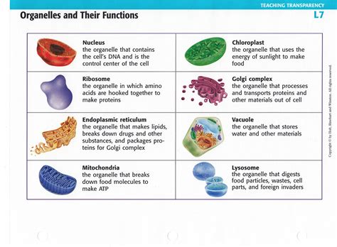 What Are All Of The Cell Organelles Cell Organelles