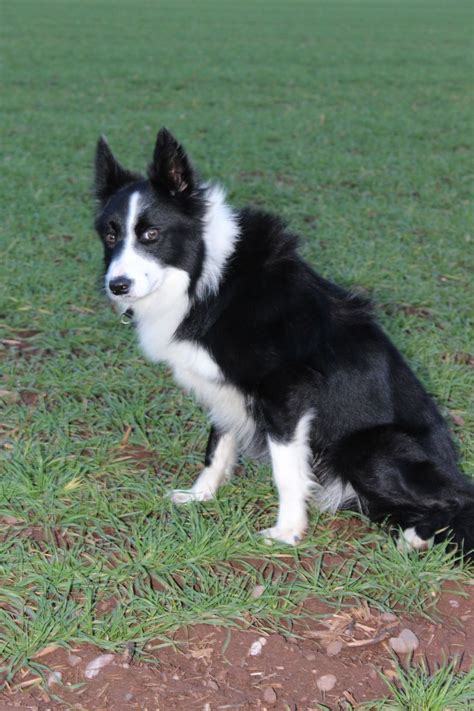 With sunny deol, sunil shetty, akshaye khanna, jackie shroff. 20 Month old Border Collie Male. Gentle and Sweet ...