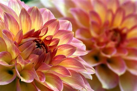 Scripture about flowers biblical verses about flowers. Blooming Flowers Macro - Picography Free Photo