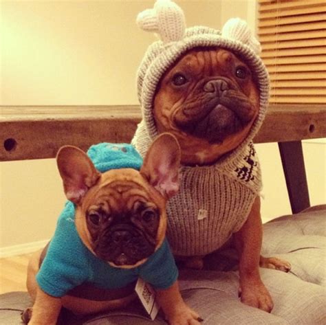 Two French Bulldogs Make One Of The Most Adorable Instagram Accounts