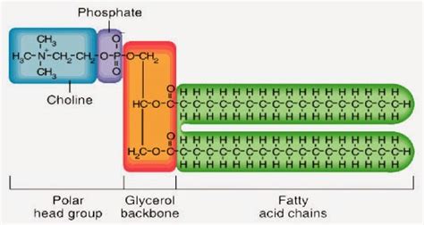 It provides structure to organize the code and increase maintainability. #11. Lipids - Triglycerides and Phospholipids. | Biology ...