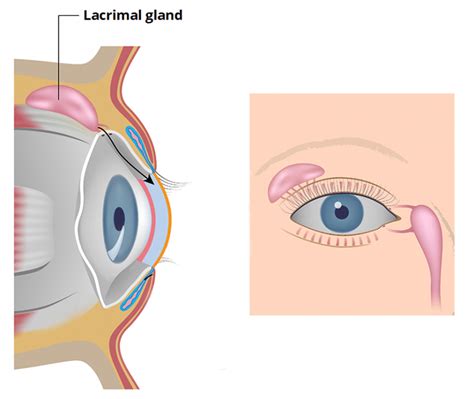Lacrimal Glands And Apparatus Vasculature Innervation Teachmeanatomy