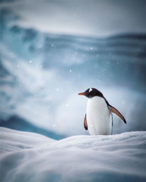 Penguin Antarctica Snow Animals Winter Scenes Animals