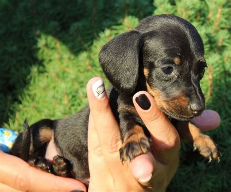 Quality Mini Sausage Dog For Sale In Kilburn London Gumtree