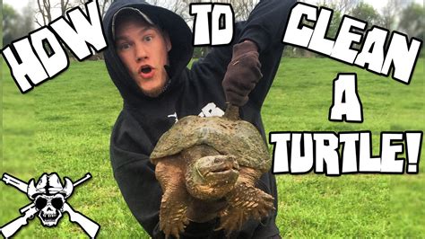 Check the turtle for injuries. How To Clean a Snapping Turtle! - YouTube