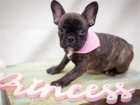 Are you looking for french bulldog names for your male and female pet? French Bulldog-DOG-Female-Brindle-2392809-Petland Wichita, KS