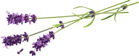 Lavender Flower Png Lavender Flower Png Transparent Free For Download