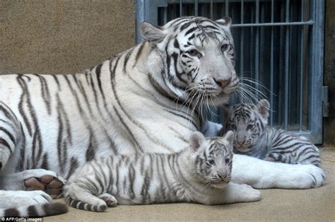 Liberec Zoos White Tiger Cub Bares Its Fangs In Front Of Its Proud