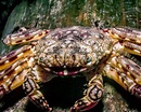 Crabe porcelaine vert (Petrolisthes armatus) | Crustacés | Vie marine