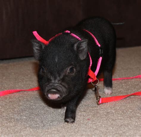 Melba The Pot Bellied Pig Cute Baby Pigs Cute Piglets Cute Animals