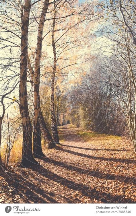 An Autumnal Path With Trees And Light And Shadow A Royalty Free Stock