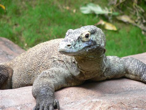 Entretanto, esse grande lagarto é extremamente perigoso. Dragão-de-komodo - Wikiwand