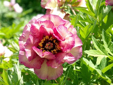Find the perfect peony water color stock photos and editorial news pictures from getty images. These Peony Colors Will Brighten Up Your Garden | Peony ...