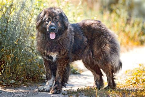 Caucasian Shepherd Caucasian Ovcharka Dog Breed Information