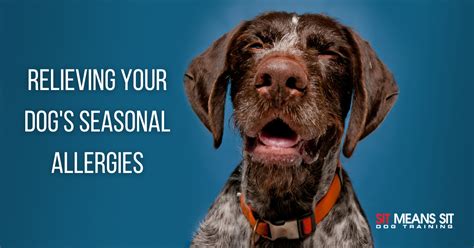 Relieving Your Dogs Seasonal Allergies Sit Means Sit Dog Training