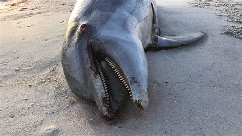 Two More Dead Dolphins Found In Collier As Experts Theorize About Cause
