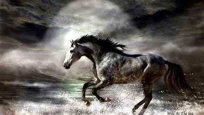 Paint Horse Horses Wild