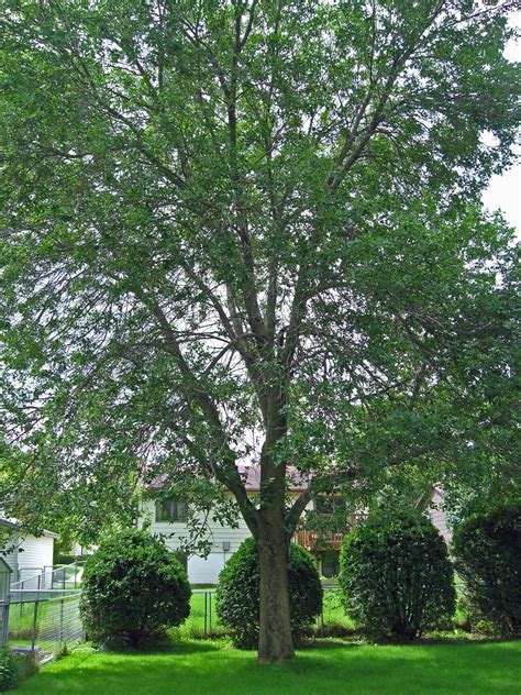 We did not find results for: Tree Care Canada: Any Ash is Good Ash?