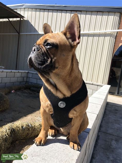 Stud Dog - Red Sable French Bulldog - Breed Your Dog
