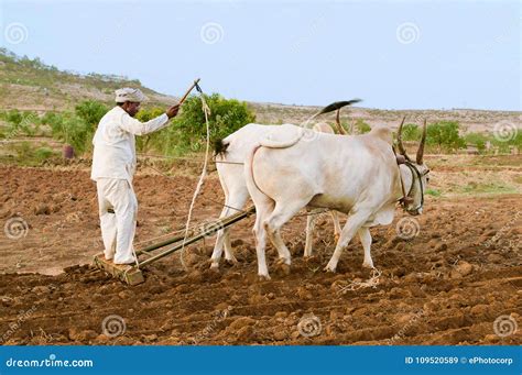Farmer Plowing With Bulls And Wooden Plough Editorial Stock Image
