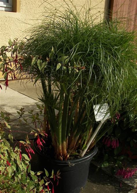 Es kann nicht nur als sichtschutz für terrasse und garten dienen, auch als zimmerpflanze ist es sehr beliebt. Cyperus Haspan Zyperngras Fast Echter Papyrus [Haus ...