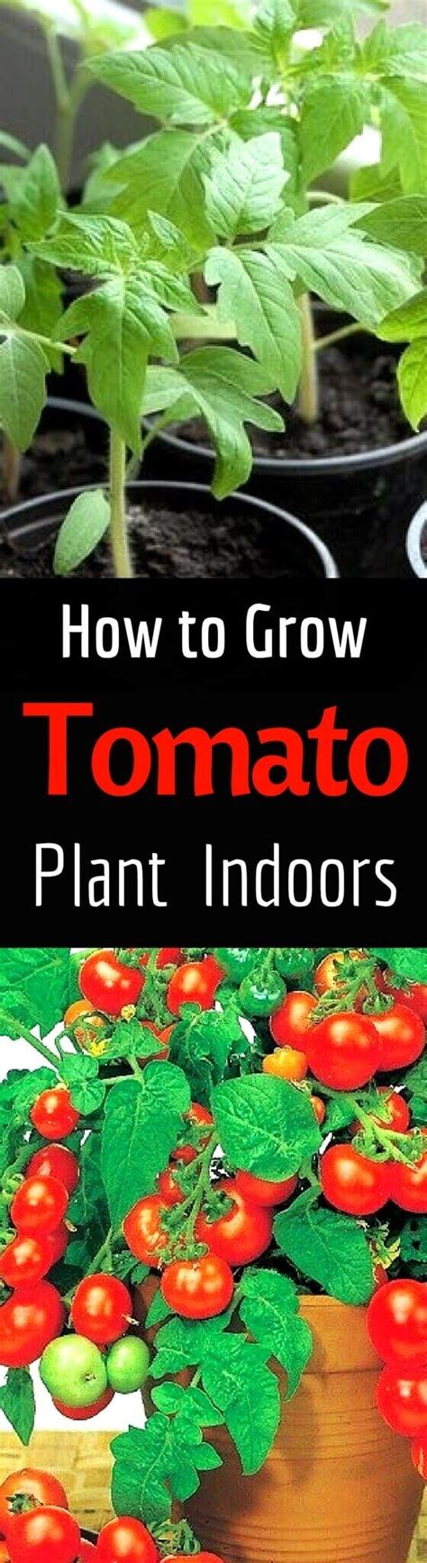 Check spelling or type a new query. Growing Tomatoes - How to grow tomato plant at Home - Home ...