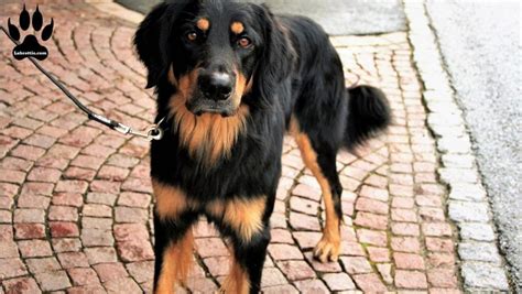 The rottweiler golden retriever mix is considered to be a good family pet because of his affectionate nature and protective instinct. Rottweiler Golden Retriever Mix-Labrottie.com in 2020 | Dog training obedience, Dog training ...