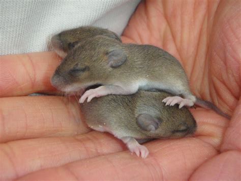 She may be more likely to abandon or even cannibalize her babies. Baby wood mice